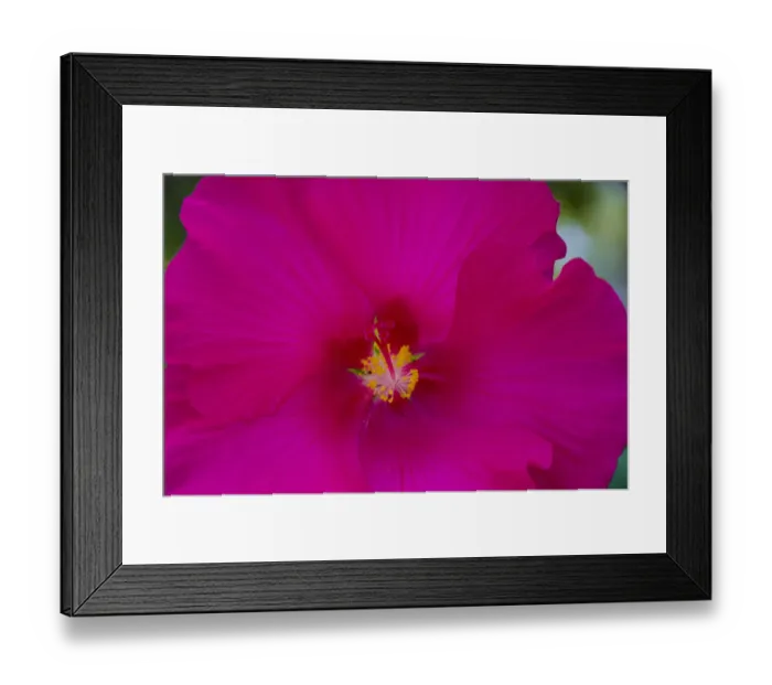 Framed Print : USA, Florida. Hibiscus flower