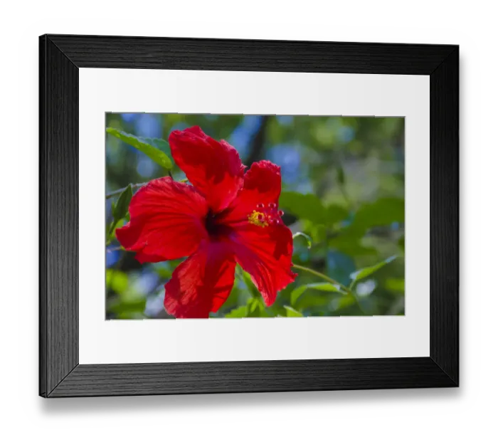 Framed Print : USA, Florida. Hibiscus flower Framed Print : USA, Florida. Hibiscus flower