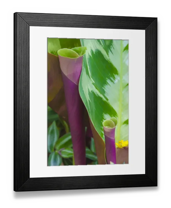 Framed Print : USA, Florida. Tropical foliage detail Framed Print : USA, Florida. Tropical foliage detail
