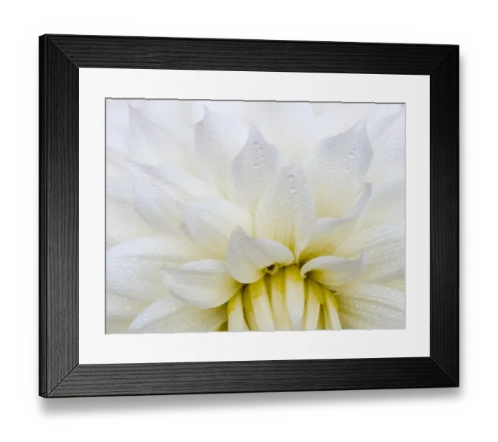 Framed Print : USA, Oregon, Canby, Clackamas County. Macro of a dahlia variety Framed Print : USA, Oregon, Canby, Clackamas County. Macro of a dahlia variety