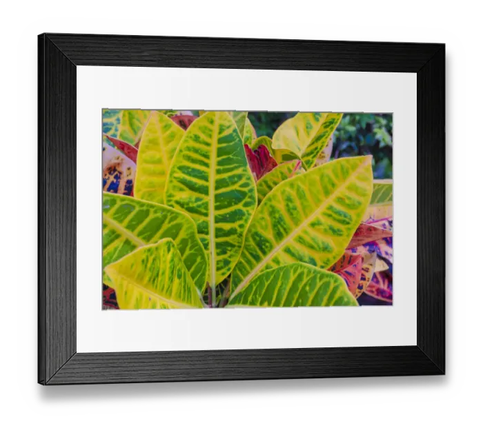 Framed Print : USA, Florida. Tropical foliage detail Framed Print : USA, Florida. Tropical foliage detail
