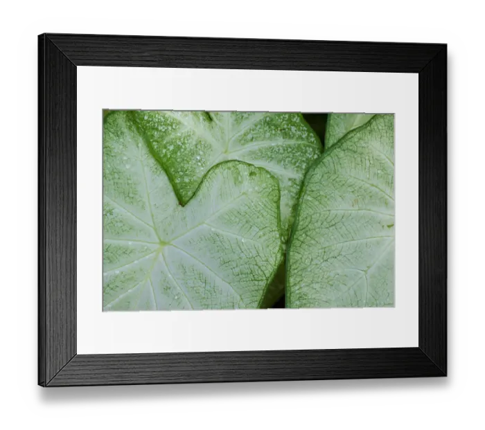 Framed Print : USA, Florida. Caladium leaves