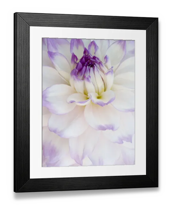 Framed Print : USA, Oregon, Canby, Clackamas County. Macro of a dahlia variety Framed Print : USA, Oregon, Canby, Clackamas County. Macro of a dahlia variety