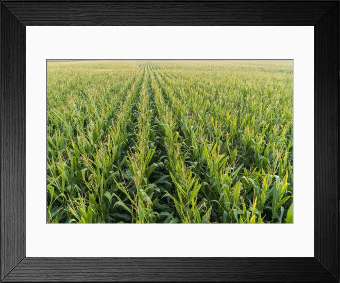 Framed Print : Corn field, Marion County, Illinois Framed Print : Corn field, Marion County, Illinois