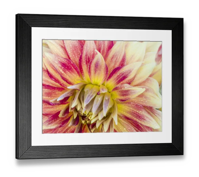 Framed Print : USA, Oregon, Canby, Clackamas County. Macro of a dahlia variety