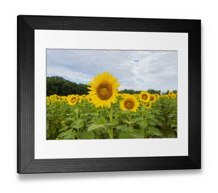 Framed Print : Sunflowers in field, Jasper County, Illinois Framed Print : Sunflowers in field, Jasper County, Illinois