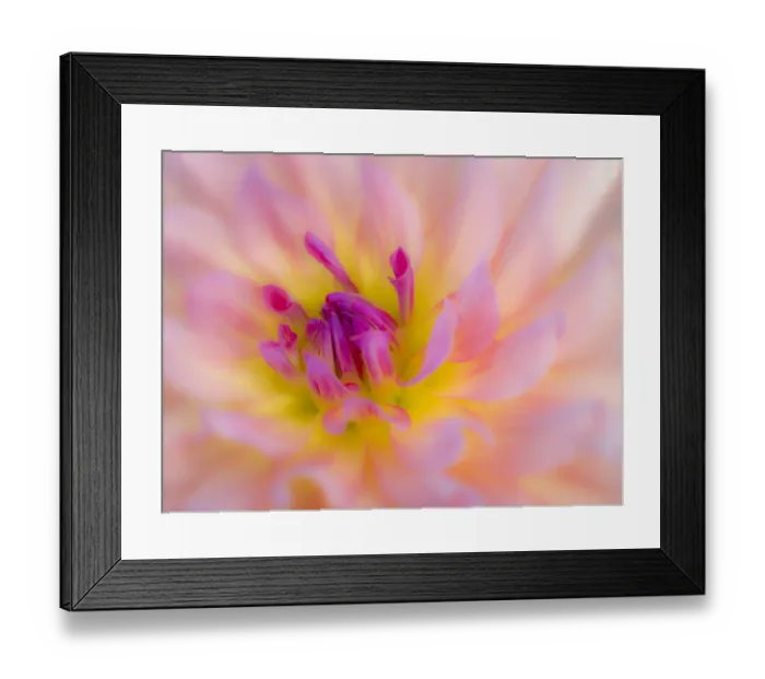 Framed Print : USA, Oregon, Canby, Clackamas County. Macro of a dahlia variety called Dreamcatcher Framed Print : USA, Oregon, Canby, Clackamas County. Macro of a dahlia variety called Dreamcatcher