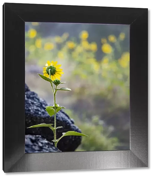 Usa, Idaho, Lowman. Wild sunflowers (Helianthus annuus)