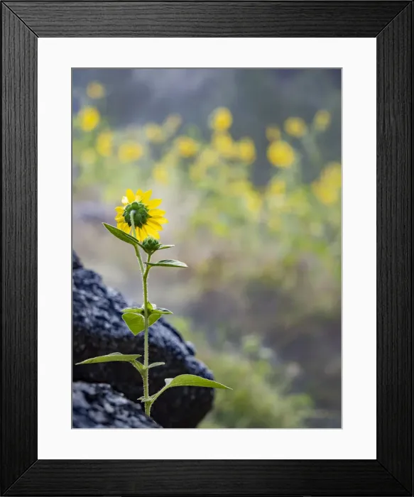 Framed Print : Usa, Idaho, Lowman. Wild sunflowers (Helianthus annuus) Framed Print : Usa, Idaho, Lowman. Wild sunflowers (Helianthus annuus)