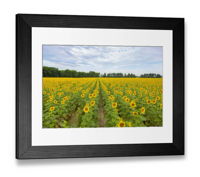 Framed Print : Sunflowers in field, Jasper County, Illinois
