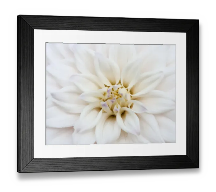 Framed Print : USA, Oregon, Canby, Clackamas County. Macro of a dahlia variety