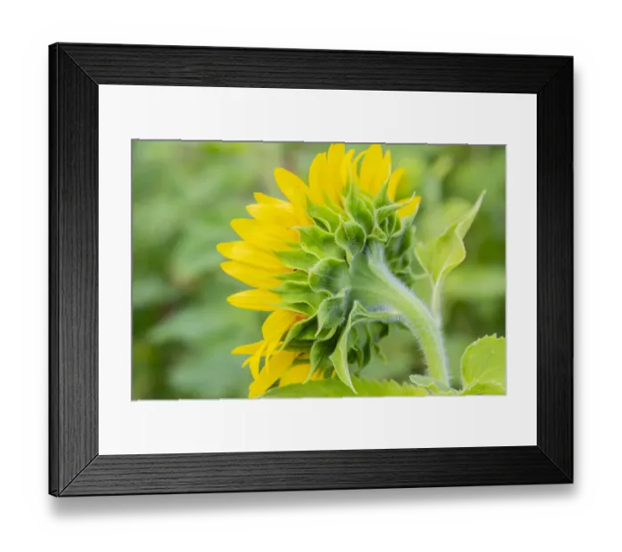 Framed Print : Sunflower in field, Jasper County, Illinois