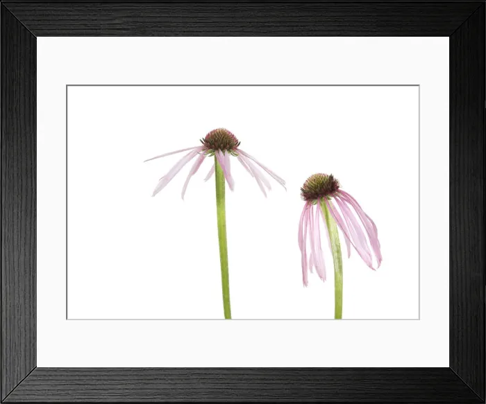 Framed Print : Pale Purple Coneflowers. Marion County, Illinois, USA Framed Print : Pale Purple Coneflowers. Marion County, Illinois, USA
