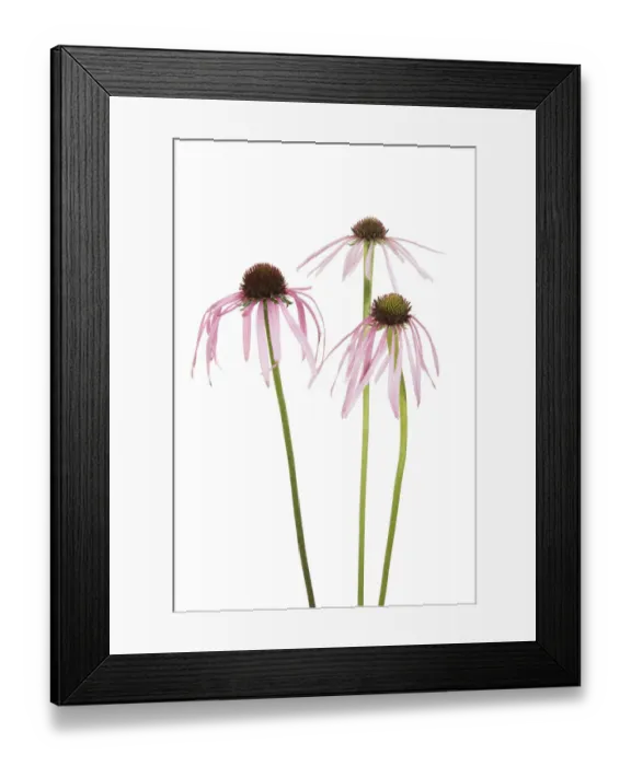 Framed Print : Pale Purple Coneflowers. Marion County, Illinois, USA Framed Print : Pale Purple Coneflowers. Marion County, Illinois, USA