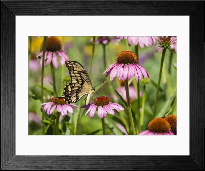 Framed Print : Giant Swallowtail on Purple Coneflower. Marion County, Illinois, USA Framed Print : Giant Swallowtail on Purple Coneflower. Marion County, Illinois, USA