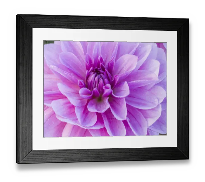 Framed Print : USA, Oregon, Canby, Clackamas County. Macro of a dahlia variety Framed Print : USA, Oregon, Canby, Clackamas County. Macro of a dahlia variety