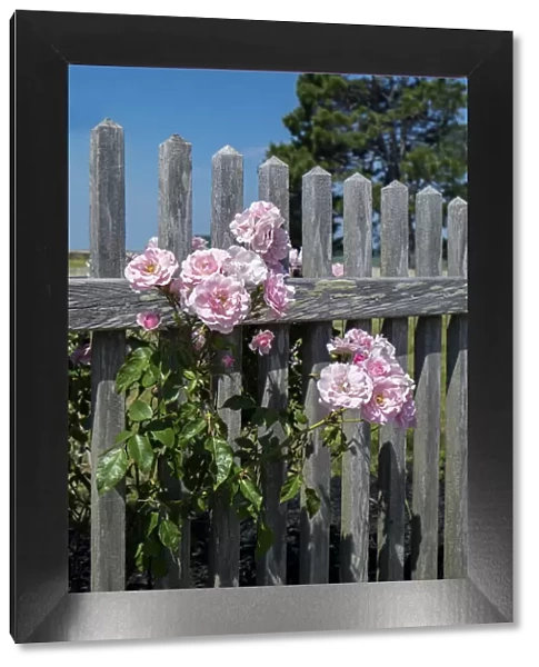 Pink rose by fence