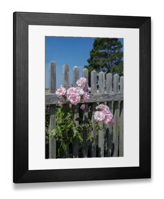 Framed Print : Pink rose by fence