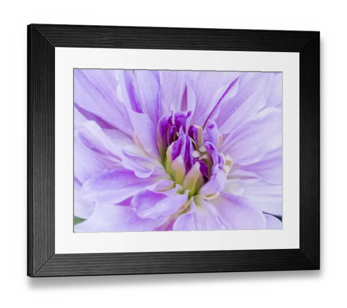 Framed Print : USA, Oregon, Canby, Clackamas County. Macro of a dahlia variety Framed Print : USA, Oregon, Canby, Clackamas County. Macro of a dahlia variety