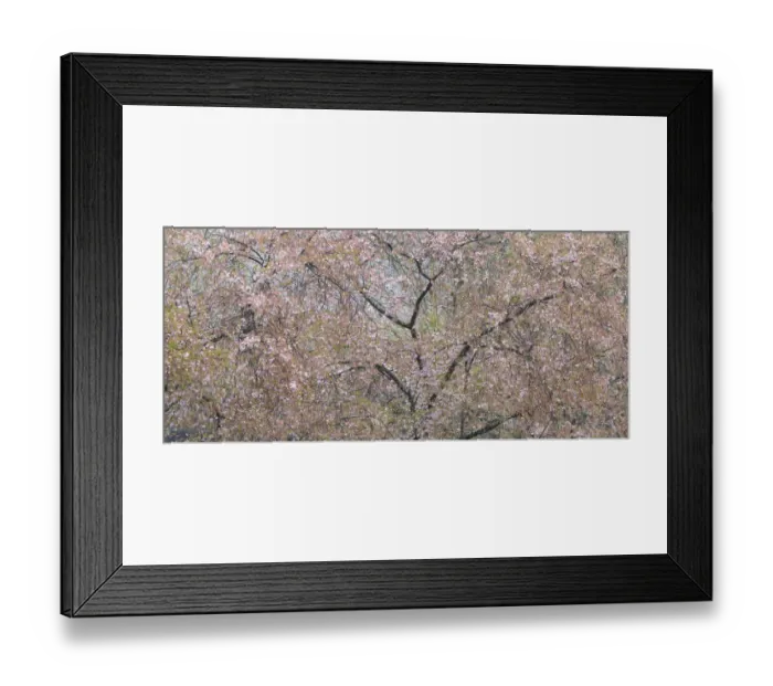 Framed Print : Cherry trees blooming during spring. Snoqualmie River, Fall City, Washington State