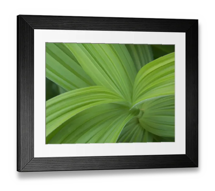 Framed Print : Usa, Washington State, Mount Rainier National Park. Green Skunk Cabbage plant (close-up) Framed Print : Usa, Washington State, Mount Rainier National Park. Green Skunk Cabbage plant (close-up)