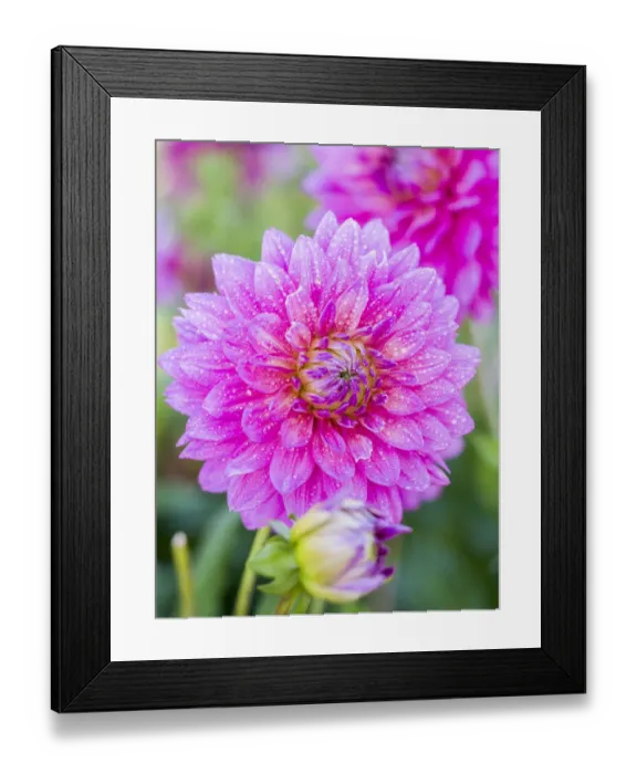 Framed Print : USA, Oregon, Canby, Clackamas County. Close-up of a dahlia variety