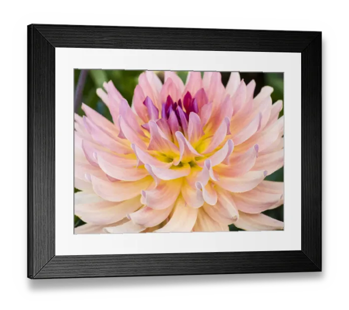 Framed Print : USA, Oregon, Canby, Clackamas County. Macro of a dahlia variety called Dreamcatcher Framed Print : USA, Oregon, Canby, Clackamas County. Macro of a dahlia variety called Dreamcatcher