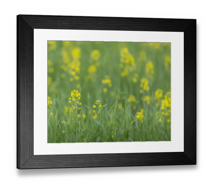 Framed Print : Mustard fields, Ohio Framed Print : Mustard fields, Ohio