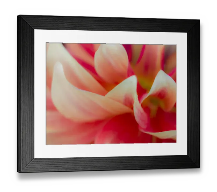 Framed Print : USA, Oregon, Canby, Clackamas County. Macro of a dahlia variety Framed Print : USA, Oregon, Canby, Clackamas County. Macro of a dahlia variety