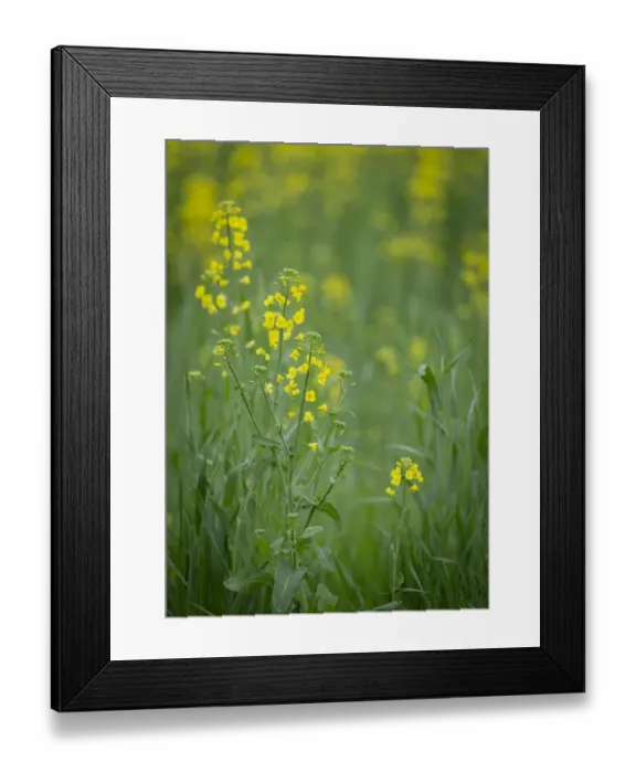 Framed Print : Mustard fields, Ohio Framed Print : Mustard fields, Ohio