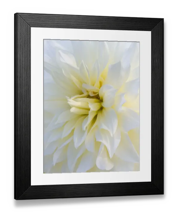Framed Print : USA, Oregon, Canby, Clackamas County. Macro of a dahlia variety called Frozen Framed Print : USA, Oregon, Canby, Clackamas County. Macro of a dahlia variety called Frozen