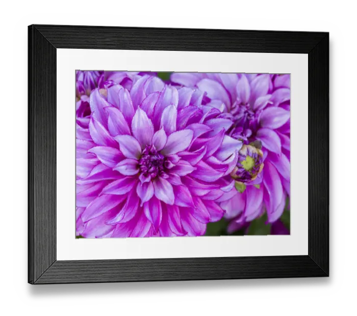 Framed Print : USA, Oregon, Canby, Clackamas County. Close-up of a dahlia variety Framed Print : USA, Oregon, Canby, Clackamas County. Close-up of a dahlia variety