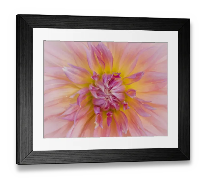 Framed Print : USA, Oregon, Canby, Clackamas County. Macro of a dahlia variety Framed Print : USA, Oregon, Canby, Clackamas County. Macro of a dahlia variety