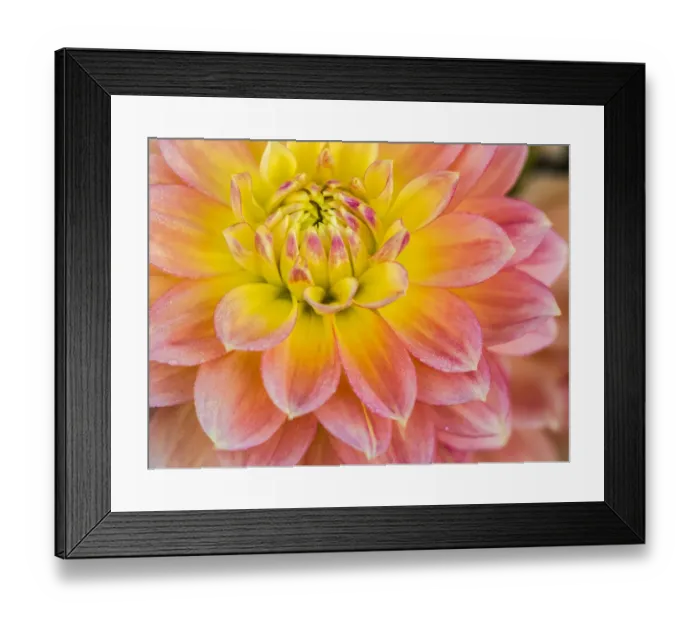 Framed Print : USA, Oregon, Canby, Clackamas County. Macro of a dahlia variety
