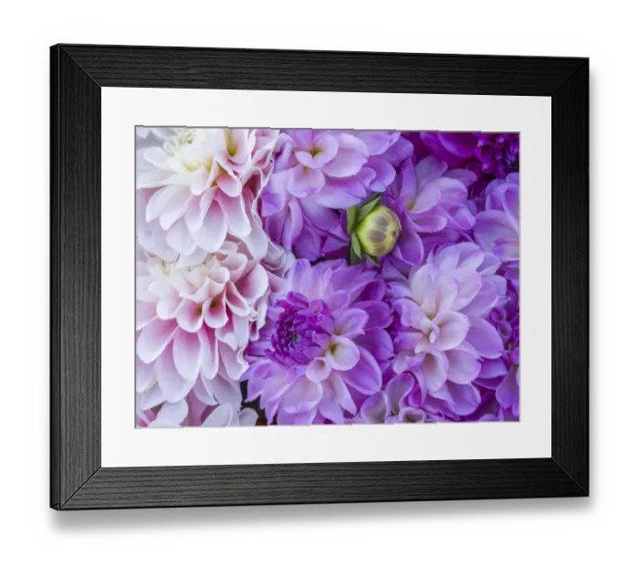 Framed Print : USA, Oregon, Canby, Clackamas County. Flower pattern with large group of lavender flowers