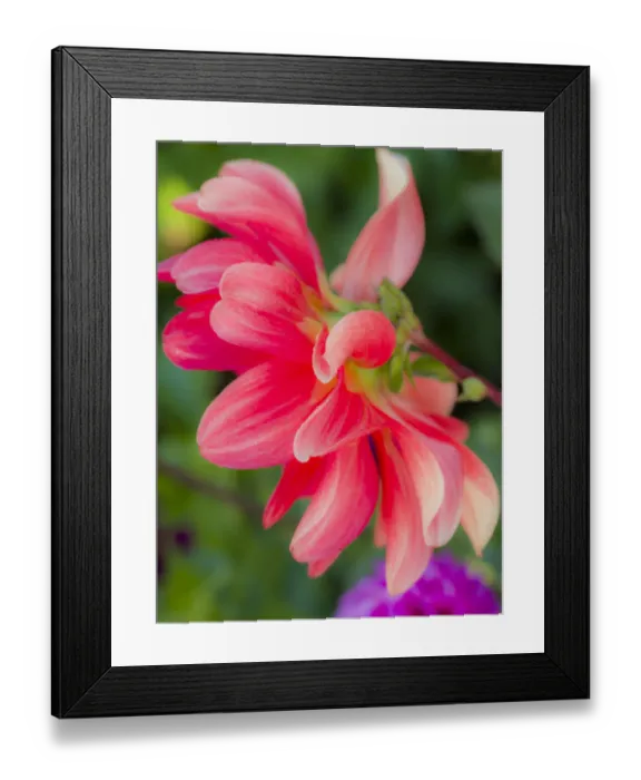 Framed Print : USA, Oregon, Canby, Clackamas County. Close-up of a dahlia variety Framed Print : USA, Oregon, Canby, Clackamas County. Close-up of a dahlia variety