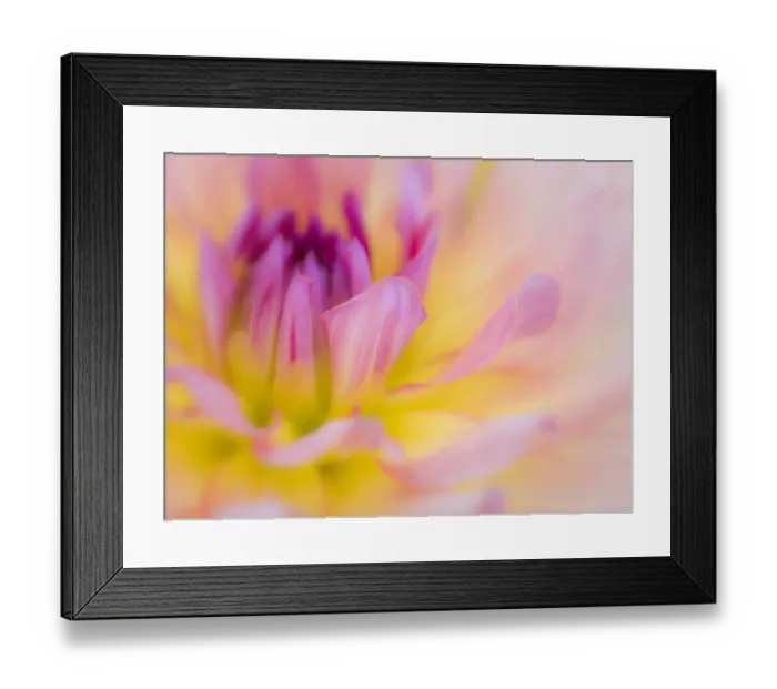 Framed Print : USA, Oregon, Canby, Clackamas County. Macro of a dahlia variety Framed Print : USA, Oregon, Canby, Clackamas County. Macro of a dahlia variety