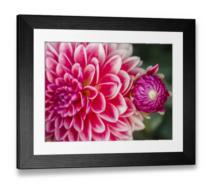 Framed Print : USA, Oregon, Canby, Clackamas County. Close-up of a dahlia variety