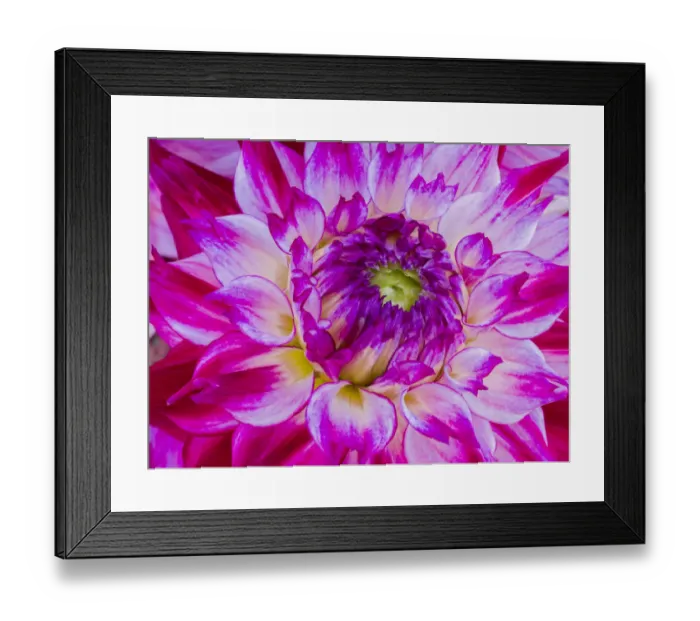 Framed Print : USA, Oregon, Canby, Clackamas County. Macro of a dahlia variety called Enchantress Framed Print : USA, Oregon, Canby, Clackamas County. Macro of a dahlia variety called Enchantress