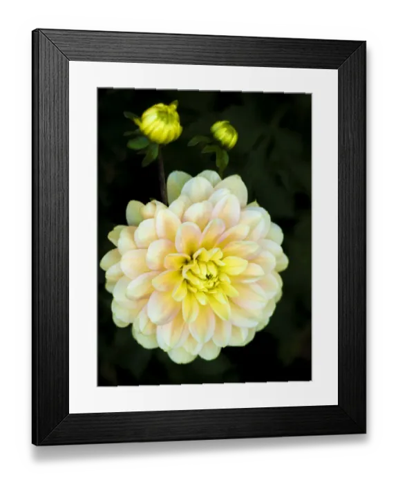 Framed Print : USA, Oregon, Canby, Clackamas County. Close-up of a dahlia variety Framed Print : USA, Oregon, Canby, Clackamas County. Close-up of a dahlia variety
