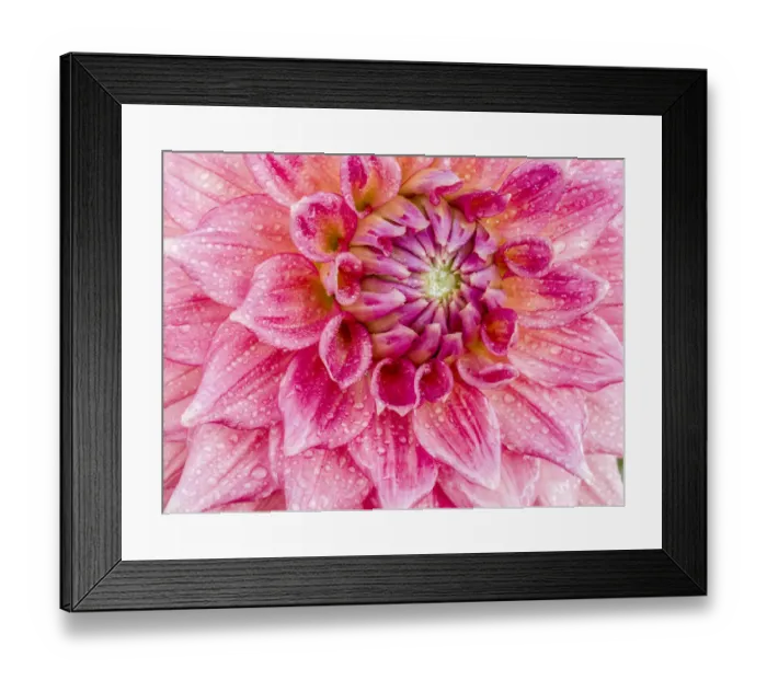 Framed Print : USA, Oregon, Canby, Clackamas County. Macro of a dahlia variety