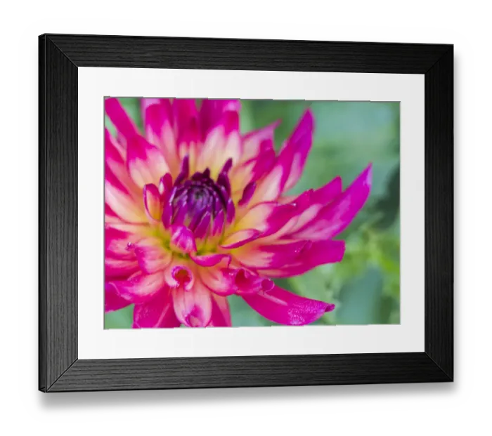 Framed Print : USA, Oregon, Canby, Clackamas County. Close-up of a dahlia variety