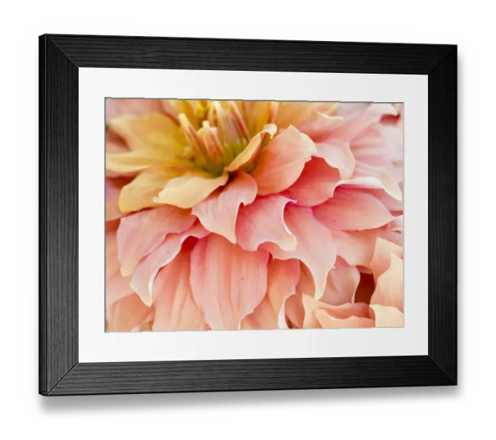 Framed Print : USA, Oregon, Canby, Clackamas County. Macro of a dahlia variety