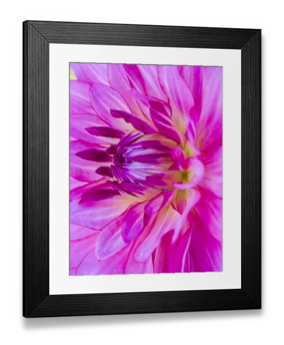 Framed Print : USA, Oregon, Canby, Clackamas County. Macro of a dahlia variety Framed Print : USA, Oregon, Canby, Clackamas County. Macro of a dahlia variety