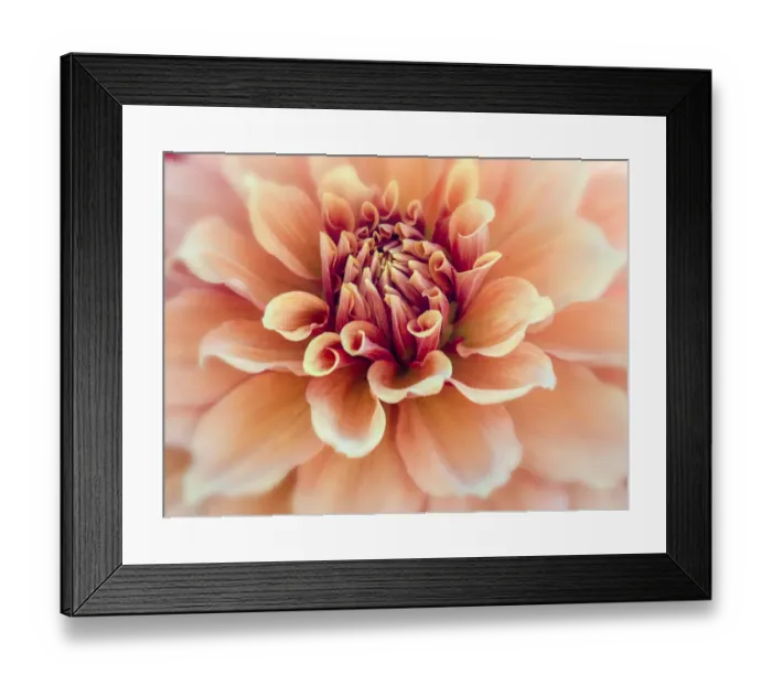 Framed Print : USA, Oregon, Canby, Clackamas County. Macro of a dahlia variety