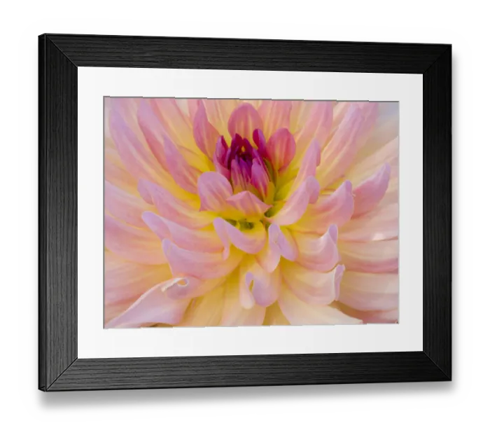 Framed Print : USA, Oregon, Canby, Clackamas County. Macro of a dahlia variety Framed Print : USA, Oregon, Canby, Clackamas County. Macro of a dahlia variety