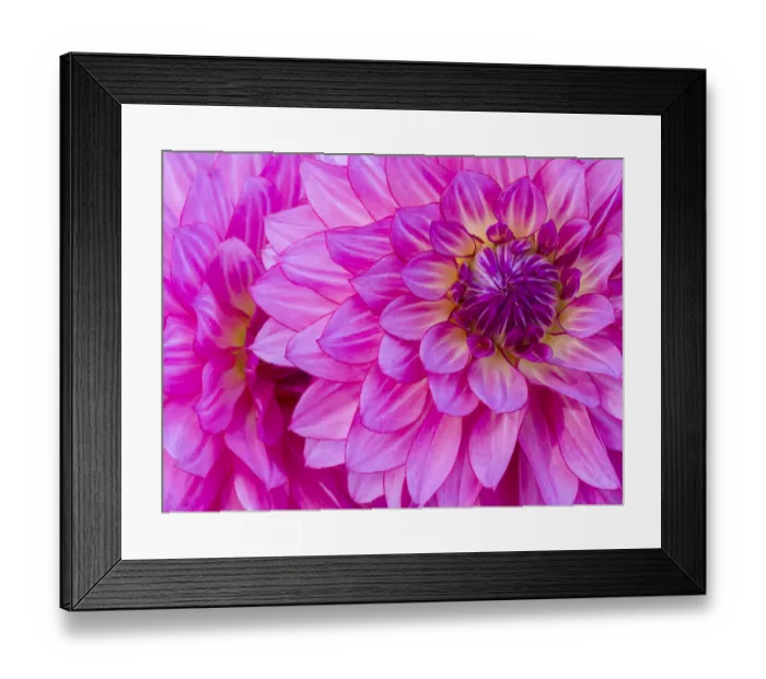 Framed Print : USA, Oregon, Canby, Clackamas County. Macro of a dahlia variety Framed Print : USA, Oregon, Canby, Clackamas County. Macro of a dahlia variety