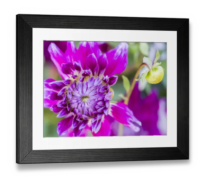 Framed Print : USA, Oregon, Canby, Clackamas County. Close-up of a dahlia variety Framed Print : USA, Oregon, Canby, Clackamas County. Close-up of a dahlia variety