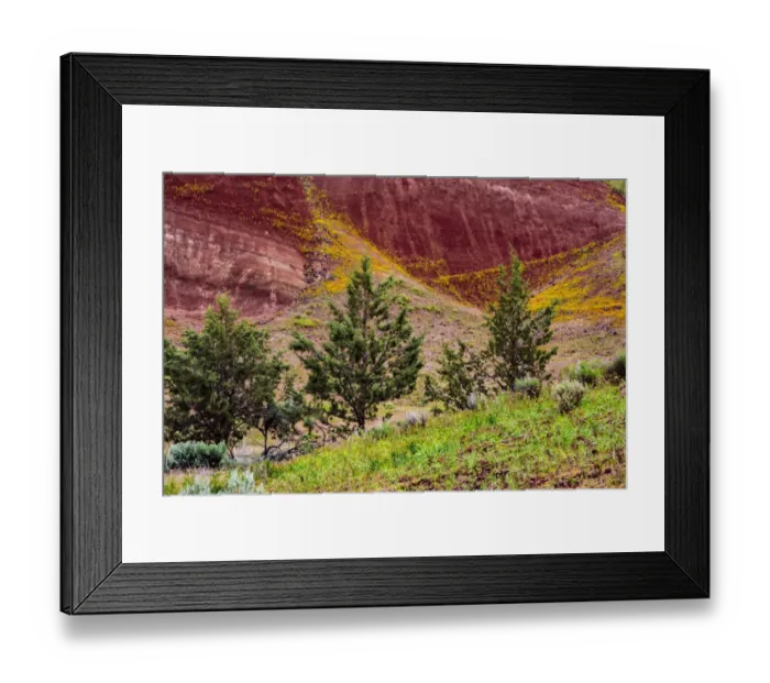 Framed Print : Painted Hills and golden bee plants Framed Print : Painted Hills and golden bee plants