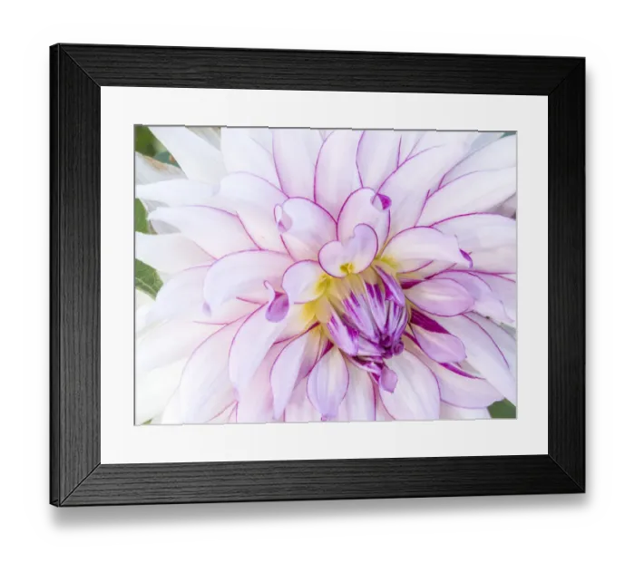 Framed Print : USA, Oregon, Canby, Clackamas County. Macro of a dahlia variety Framed Print : USA, Oregon, Canby, Clackamas County. Macro of a dahlia variety